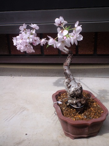 桜盆栽の育て方